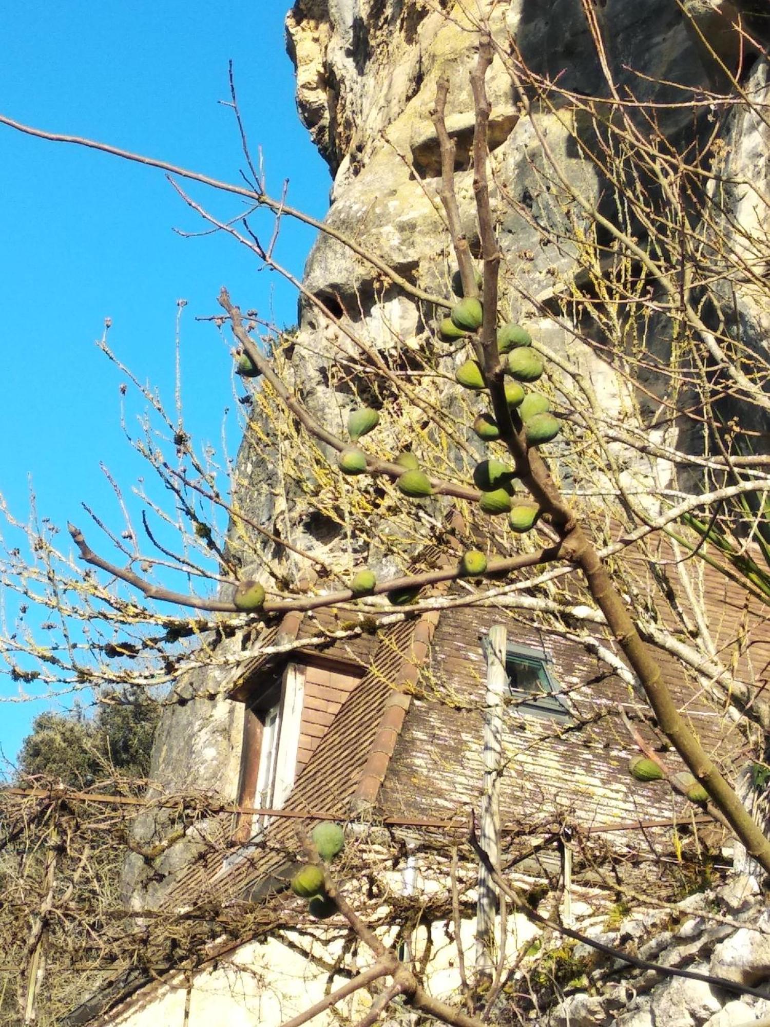 Maison Les Glycines 拉罗克加雅克 外观 照片